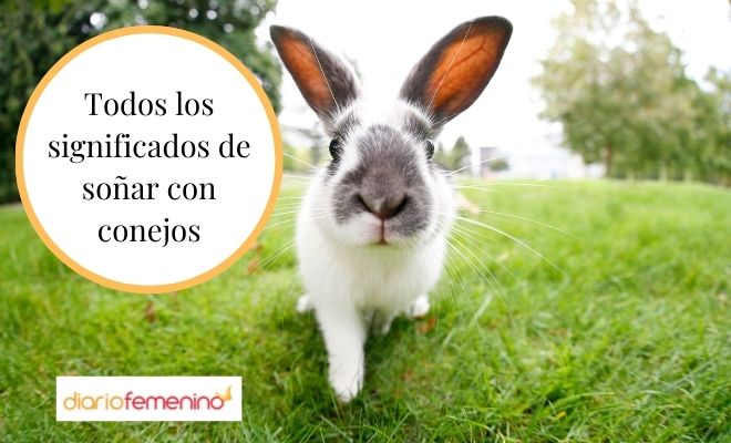 sobrino Emular Posteridad ➤ Qué significa soñar que te regalan un conejo ✔️ Incluye VÍDEO